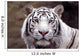 White Tiger Wall Mural
