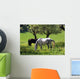 Horses Spring