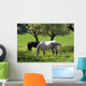 Horses Spring