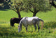 Horses Spring