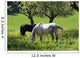Horses Spring