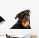 Isolated Female Rottweiler Wall Decal