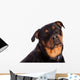 Isolated Female Rottweiler Wall Decal