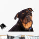 Isolated Female Rottweiler Wall Decal