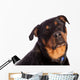 Isolated Female Rottweiler Wall Decal