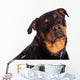 Isolated Female Rottweiler Wall Decal