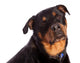 Isolated Female Rottweiler Wall Decal