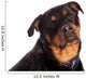 Isolated Female Rottweiler Wall Decal