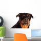 Isolated Female Rottweiler Wall Decal