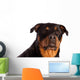 Isolated Female Rottweiler Wall Decal