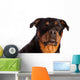 Isolated Female Rottweiler Wall Decal