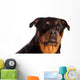 Isolated Female Rottweiler Wall Decal