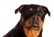 Isolated Female Rottweiler Wall Decal