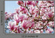 Bltentraum Rosa Magnolia