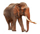 Released Elephant Wall Mural