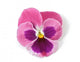 Design Element Pink Pansy Wall Decal