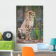 Cheeta