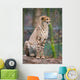 Cheeta