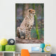Cheeta