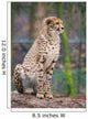 Cheeta