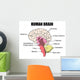 Human Brain Wall Mural