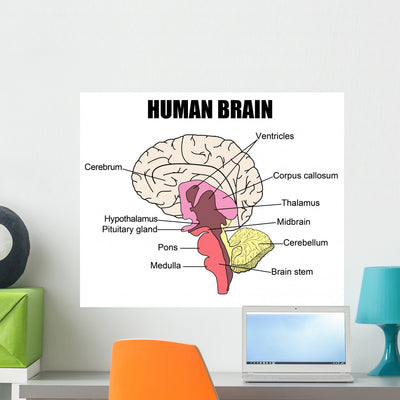 Human Brain Wall Mural shown on a wall