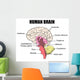 Human Brain Wall Mural