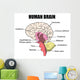 Human Brain Wall Mural