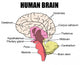 Human Brain Wall Mural