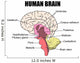 Human Brain Wall Mural
