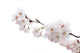 Cherry blossom Wall Decal