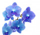Blue Orchid Wall Decal