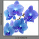 Blue Orchid Wall Decal
