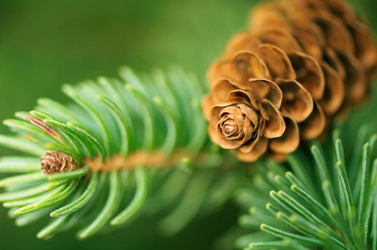 Pine Cone and Branches Wall Decal