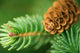 Pine Cone and Branches Wall Decal