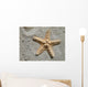 Sea Star Wall Mural