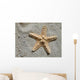Sea Star Wall Mural