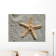 Sea Star Wall Mural