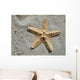 Sea Star Wall Mural