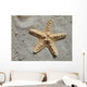 Sea Star Wall Mural