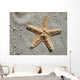 Sea Star Wall Mural