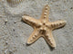 Sea Star Wall Mural