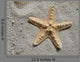Sea Star Wall Mural