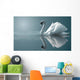 swan reflections Wall Mural