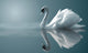 swan reflections Wall Mural