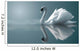 swan reflections Wall Mural