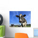 dairy cows Wall Mural
