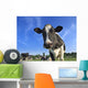 dairy cows Wall Mural
