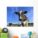 dairy cows Wall Mural
