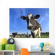 dairy cows Wall Mural